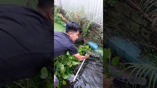 KAGET SAAT SEROK GURAME TERBESAR DI KOLAM IKAN MONSTER [upl. by Maddi660]