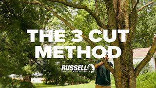 How to Prune a Tree Using the 3 Cut Method [upl. by Jonah4]