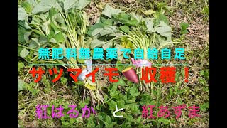 無肥料無農薬で自給自足 サツマイモ🍠収穫！ 紅あずま＆紅はるか 10月下旬、いよいよサツマイモの収穫です。暑い１年でした。果たして借りた畑で栽培したサツマイモは無事収穫できるのか。 [upl. by Chemesh]