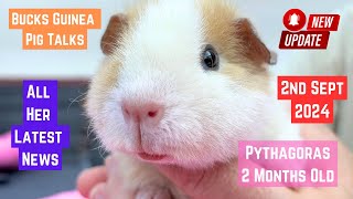 Pythagoras our YOUNGEST Teddy GUINEA PIG  9 weeks old [upl. by Nwahsar371]