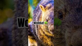 Why Wombats Are Australia’s Cutest Underground Engineers  Amazing Facts about Wombats facts [upl. by Iborian]