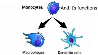 Monocytes Macrophages Dendritic cell and its functions [upl. by Stanford]