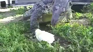 Lizard eats chick [upl. by Enigroeg610]