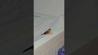 Orange Breasted Waxbill Cock Finch  Bird On Bed Frame [upl. by Ranita]