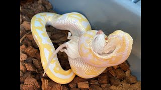 How I feed frozenthawed rodents to my Ball Pythons [upl. by Neemsay]