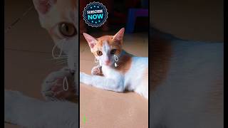 cat crying trending cat catlover viral [upl. by Nalaf]