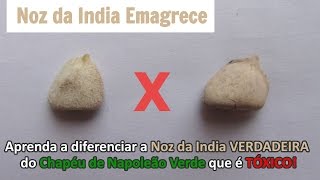 Noz da India Verdadeira e Chapéu de Napoleão Verde Aprenda a diferenciar [upl. by Barbara]