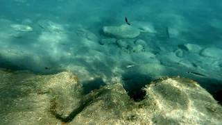 Snorkeling at Perissa Beach Santorini  You can see the ancient layer of volcanic lava [upl. by Eittah]