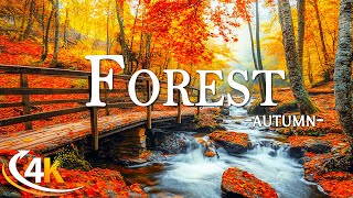 Enchanting Autumn Forests with Beautiful Piano Music🍁4K Autumn Ambience amp Fall Foliage🍁4K Video UHD [upl. by Anesor482]