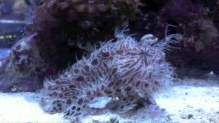 Striated Frogfish Antennarius striatus [upl. by Danelle882]