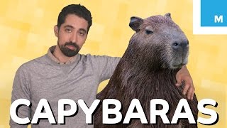 What is a Capybara and Why is it So Chill  Mashable Explains [upl. by Hirai]