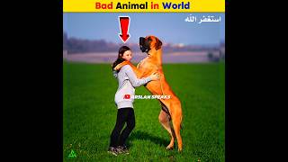 Bad Animal in World  Arslan Speaks facts shortsfeed arslanspeaks amazingfacts [upl. by Nahtaoj240]