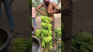 Hariom Banana loading rajpipla ka loading Banana cutting ✂️and Harvesting🌱 viral shorts [upl. by Proudfoot]