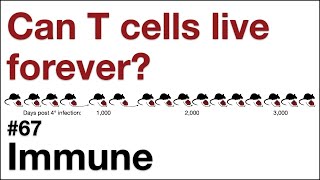 Immune 67 Can T cells live forever [upl. by Reinhard796]