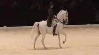 Pirouette  Canter pirouette  Dressage horse [upl. by Yvon]