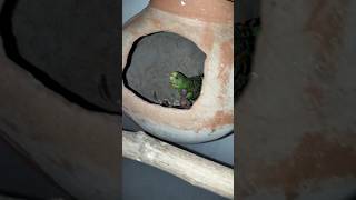 Budgies parrot ki colony main aage bacche [upl. by Airetnohs13]