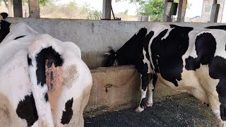 Abomasal Ulcers in Cattle  Melena in Cattle [upl. by Alikahs]