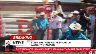 Fatal injury at Calgary Stampede steer wrestling July 8 2024 [upl. by Arriat]