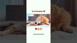 ritik dog kennel miss you Chintu Don 😔😔video ritikdogkennel177 missyou friends [upl. by Assenat]