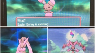 How to evolve Buneary into Lopunny  Shiny Buneary evolution and Shiny Lopunny mega evolution [upl. by Guillermo511]