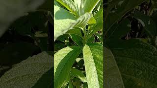 Sambong lakadbulan Leaves Blumea balsamifera [upl. by Vanden]