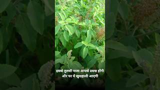 De Tulsi Maiyan vardan Itna🌿 song music hindisong bollywoodsongs bollywood videos trending [upl. by Narda]