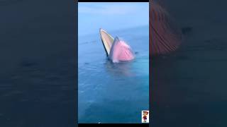 Giant whale 🐋 feeding on small fishes whale fish animals aquatic ocean wildlife viralVideo [upl. by Anallese141]