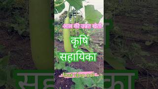 आल की उन्नत खेती farming chili garden nature nature agriculture gardening kheti [upl. by Ellinet]