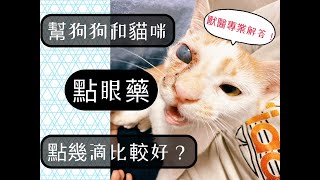 幫狗狗和貓咪點眼藥，點幾滴比較好呢 How many drops should I apply when giving eye drops to dogs and cats [upl. by Ettebab495]