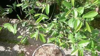 Juneberry plant in container [upl. by Rasla]