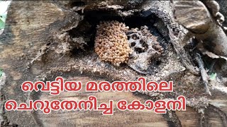 വെട്ടിയ മരത്തിൽ ചെറു തേനീച്ച കോളനി dwarf cherutheneecha kolanii [upl. by Rapsac]