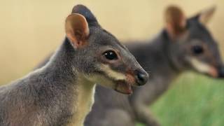 Jumping for joy Meet the UK’s ONLY ‘miniature kangaroos’ at Chester Zoo [upl. by Blanka]