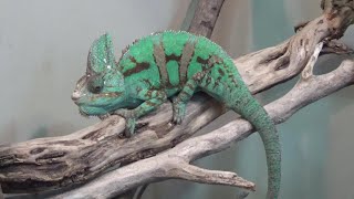 エボシカメレオンが可愛い♥ Cute veiled chameleon【Cute animal videos】【かみね動物園】 [upl. by Barram]