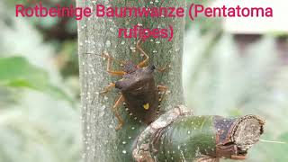 Rotbeinige Baumwanze Pentatoma rufipes [upl. by Einamrej]