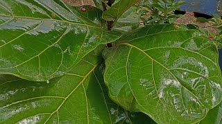 Fiddle leaf fig plant care tips and information 🌿🌿🌿🌵☘️🍀🪴🪴 [upl. by Irmgard]