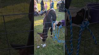 Petting Zoo at The Muslim Extravaganza 2024 At Overpeck Park New Jersey [upl. by Peednas]