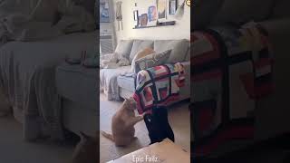 Funny Dogs And Cats 😺😍 shorts [upl. by Eiznikam123]