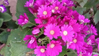 Cineraria flower plant care in India  cineraria flowersantali vlogs gardening [upl. by Crisey776]