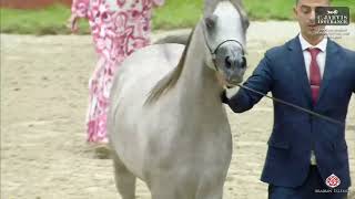 Sharjah A H Festival 2024 UAE BRED Class 8A [upl. by Falk]