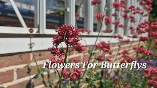 Centranthus ruber or Red Valerian [upl. by Kaleb]