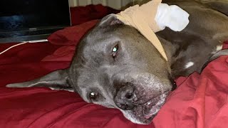 Winstons Ear Hematoma Treatment amp Recovery [upl. by Aivatnahs412]