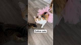 What it’s like owning a Calico cat [upl. by Elledoj]