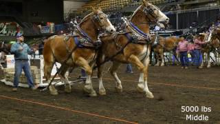 2016 Farm Fair International Horse Pulls [upl. by Chelsey264]