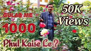 गुलाब के पौधे से १००० फूल कैसे पाएं  1000 flowers from rose Plants [upl. by Konstantin]