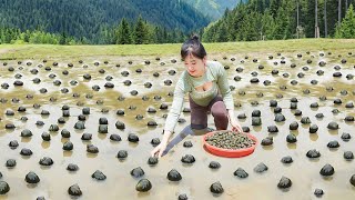 Harvesting Many Snails in the Field Goes To Market Sell Cooking Snail [upl. by Ecart]