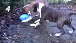 Top 10 funny dogs playing with balloons Benny Hill Theme [upl. by Naivad]