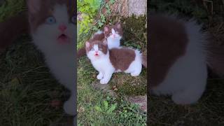 Kitten meow meow❤️🙈 cat cutecat pets kittenmeow funnyviralvideo [upl. by Rubel]