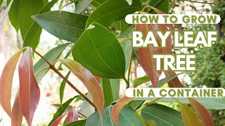 How to grow Bay Leaf tree in containers [upl. by Mareld173]