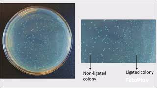 Competent Cells and Transformation Protocol [upl. by Cheria]