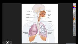 Apparato respiratorio  ricerca scuola Primaria [upl. by Akirdnahs]